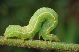 Noctuelle de l’artichaut (Chrysodeixis chalcites) / © Daniel Morel