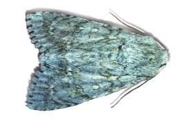 Noctuelle de l'érable (Acronicta aceris) / © Jean-Philippe Paul