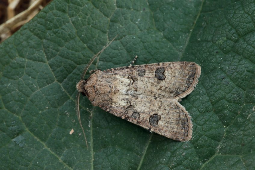 Noctuelle des moissons (Agrotis segetum) Noctuelle des moissons (Agrotis segetum)