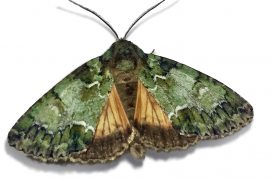 Noctuelle du camérisier (Polyphaenis sericata) / © Jean-Philippe Paul