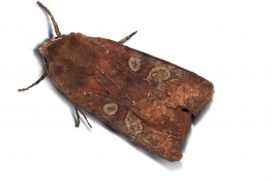 Noctuelle leucographe (Cerastis leucographa) / © Jean-Philippe Paul