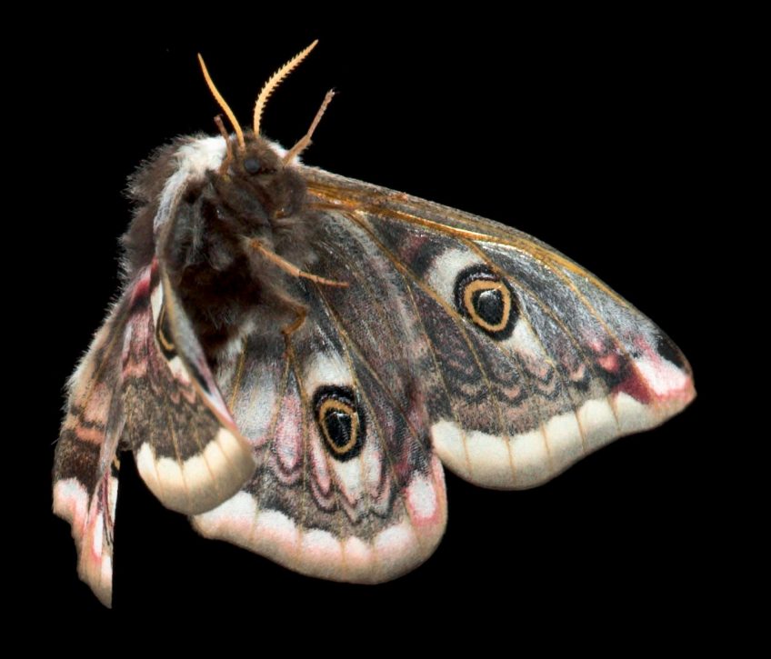 Petit paon de nuit femelle (Saturnia pavonia) Petit paon de nuit femelle (Saturnia pavonia)