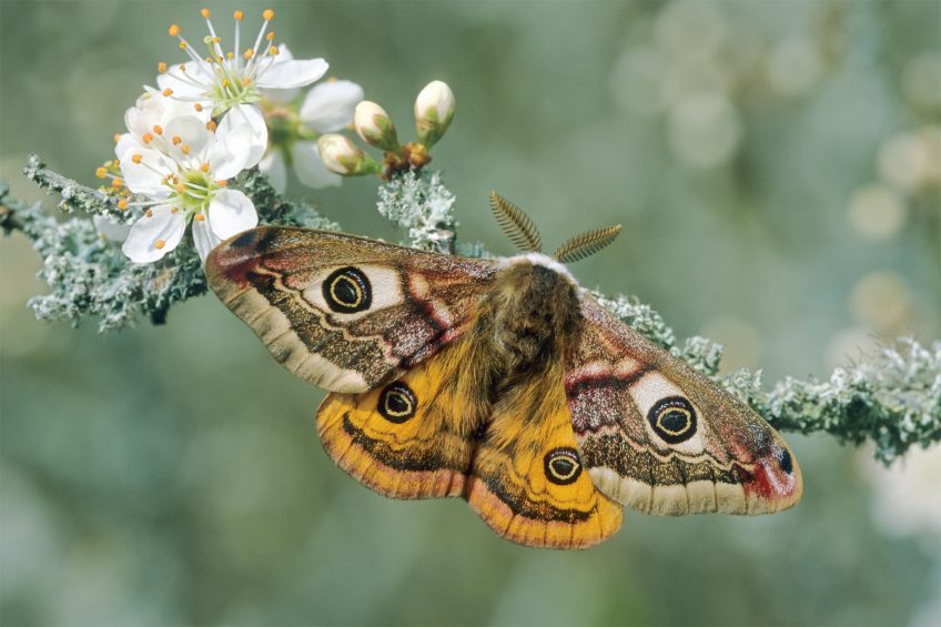 Petit paon de nuit mâle (Saturnia pavonia) Petit paon de nuit mâle (Saturnia pavonia)