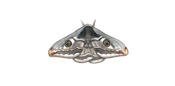 Petit paon de nuit (Saturnia pavonia)