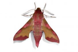 Petit sphinx de la vigne (Deilephila porcellus) / © Jean-Philippe Paul