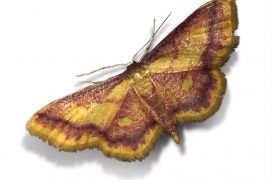 Phalène aurorale (Idaea muricata) / © Jean-Philippe Paul