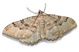 Phalène couleur de cerf (Rheumaptera cervinalis) / © Jean-Philippe Paul