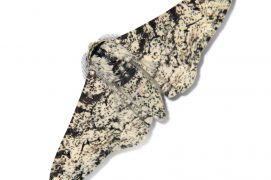 Phalène du bouleau (Biston betularia) / © Jean-Philippe Paul