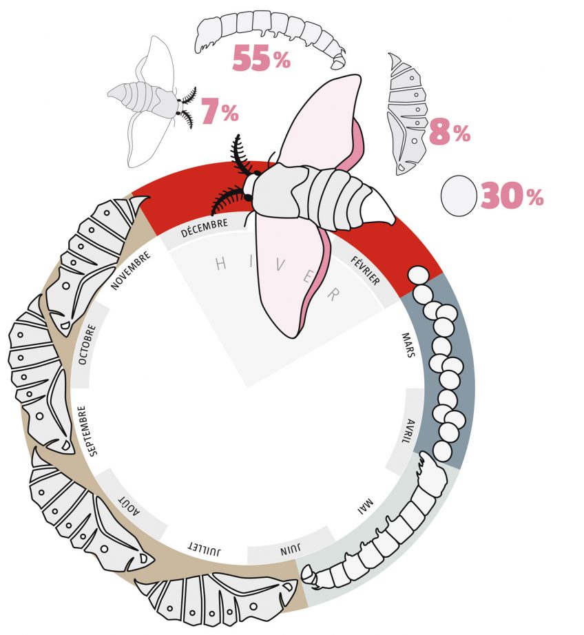 Phalène velue (à droite) et hibernie défeuillante volent plutôt à la saison froide.