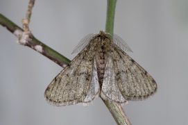 Phalène velue (Phigalia pilosaria) / © Frank Hecker