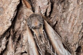 Porcelaine (Pheosia tremula) / © Frank Hecker