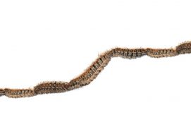 Processionnaire du pin (Thaumetopoea pityocampa) / © Swetlana Wall - stock.adobe.com