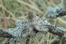 Processionnaire du pin (Thaumetopoea pityocampa) / © Daniel Morel