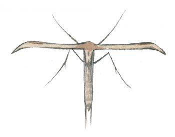 Ptérophore commun (Emmelina monodactyla)