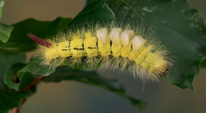 Pudibonde (Calliteara pudibunda) Chenille Pudibonde (Calliteara pudibunda)