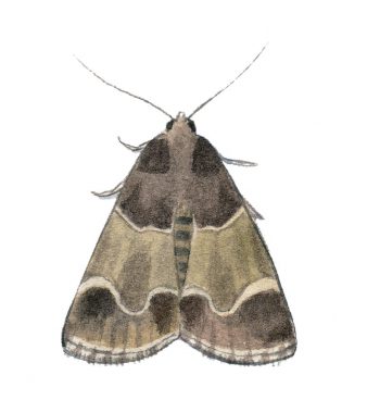 Pyrale de la farine (Pyralis farinalis)