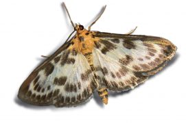 Pyrale de l'ortie (Anania hortulata) / © Jean-Philippe Paul