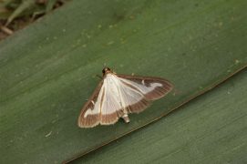 Pyrale du buis (Cydalima perspectalis) / © Daniel Morel