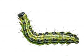 Pyrale du buis (Cydalima perspectalis) / © Swetlana Wall - stock.adobe.com