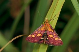 Pyrauste pourprée (Pyrausta purpuralis) / © Frank Hecker