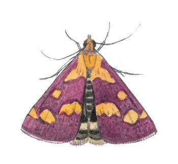 Pyrauste pourprée (Pyrausta purpuralis)