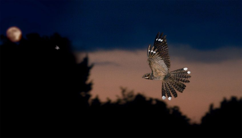 L'engoulevent, un oiseau friand de papillons de nuit