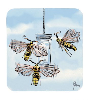 Comment observer les papillons de nuit avec des phéromones ?