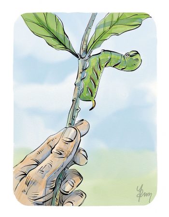 Comment observer les papillons élevant des chenilles ?