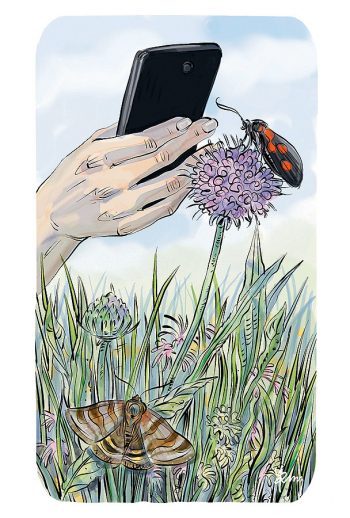 Comment observer les papillons de nuit