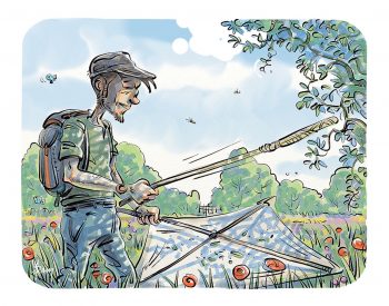 Comment observer les papillons de nuit avec un parapluie japonais