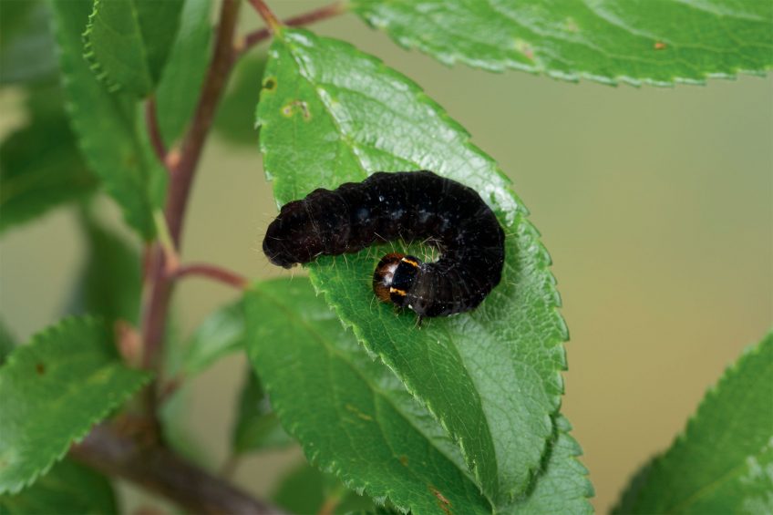 Satellite (Eupsilia transversa) Chenille Satellite (Eupsilia transversa)