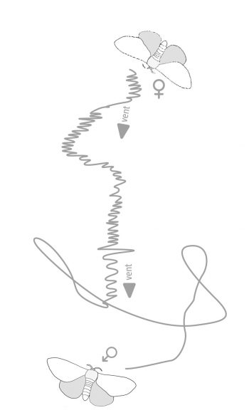 Trajet d'un bombyx mâle attiré par des phéromones  Trajet d'un bombyx mâle attiré par des phéromones