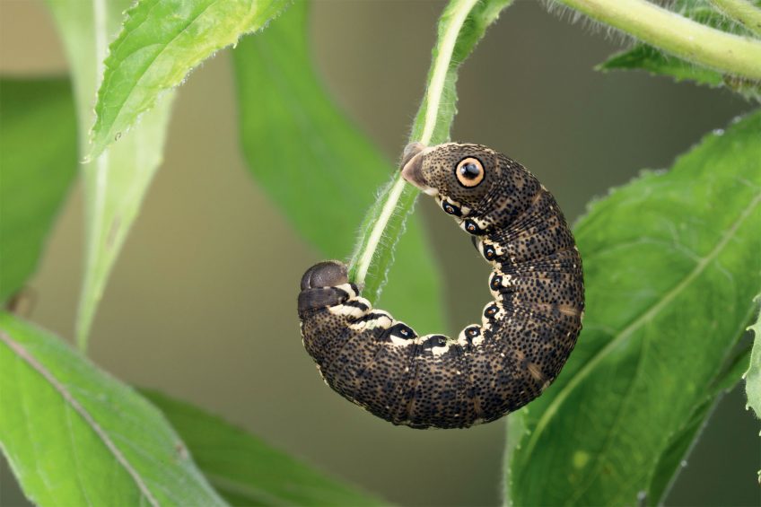 Sphinx de l’épilobe (Proserpinus proserpina) Chenille Sphinx de l’épilobe (Proserpinus proserpina)