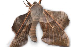 Sphinx du peuplier (Laothoe populi) / © Jean-Philippe Paul