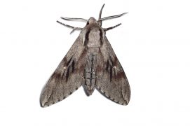 Sphinx du pin (Sphinx pinastri) / © Jean-Philippe Paul