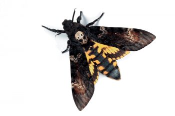 Sphinx tête de mort (Acherontia atropos) Sphinx tête de mort (Acherontia atropos)
