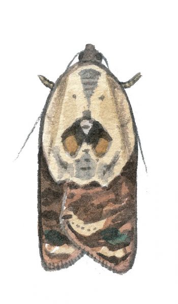Tordeuse chagrinée (Acleris variegana)