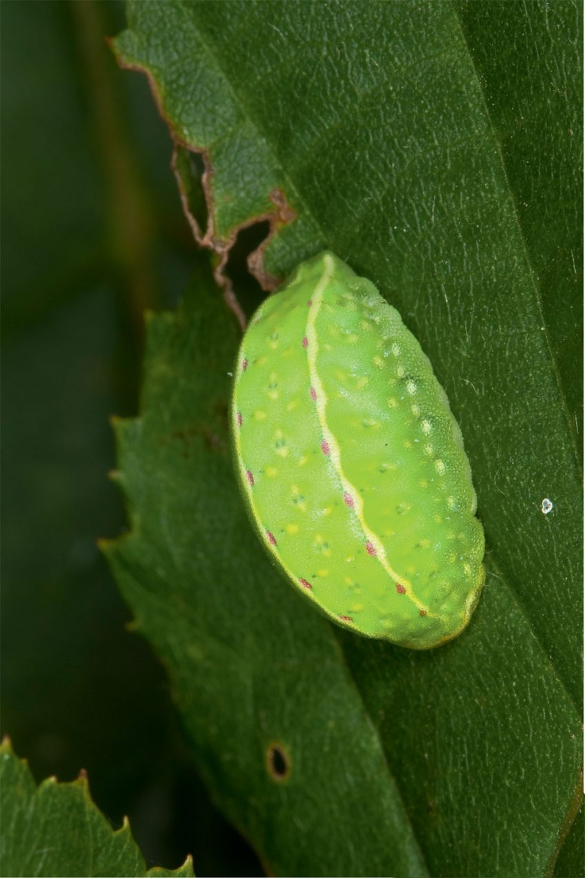 Tortue (Apoda limacodes) Chenille Tortue (Apoda limacodes)