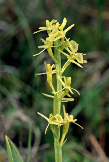Très menacé en Europe, le liparis de loesel est une orchidée de marais et de prés tourbeux.