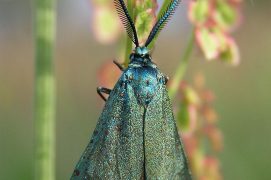 Turquoise des cistes (Adscita mannii) / © Lśniak Szmaragdek