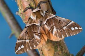 Versicolore (Endromis versicolora) / © Frank Hecker