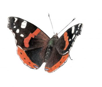 Vulcain (Vanessa atalanta)