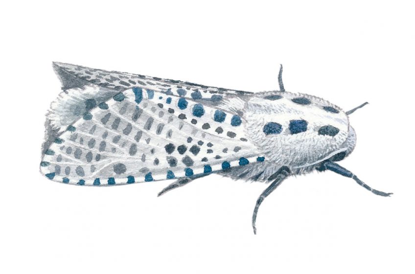 Zeuzère du poirier (Zeuzera pyrina)