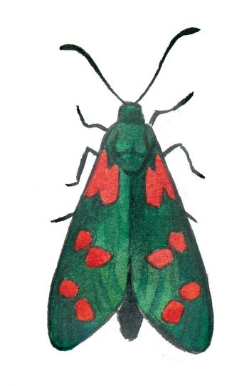Zygène de la filipendule (Zygaena filipendulae)