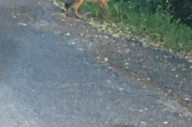 Chacal doré photographié à Morcles, dans le canton de Vaud