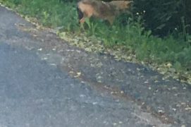 Chacal doré photographié à Morcles, dans le canton de Vaud