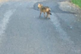 Chacal doré photographié à Morcles, dans le canton de Vaud