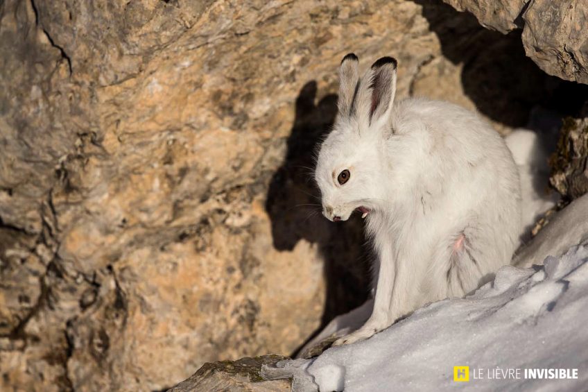 Lièvre variable (Lepus timidus) au gîte en pelage blanc d'hiver dans la neige et les montagnes, Alpes, Suisse.
© Photo Olivier Born