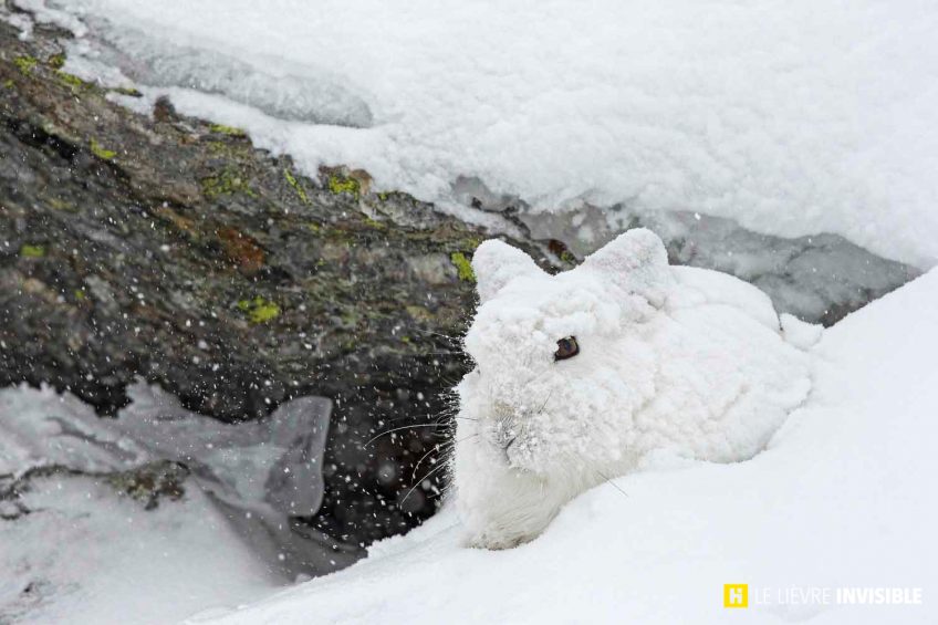 Lièvre variablLe-lievre-invisible-E7-1
