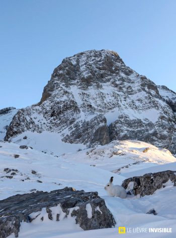 Le-lievre-invisible-E7-5